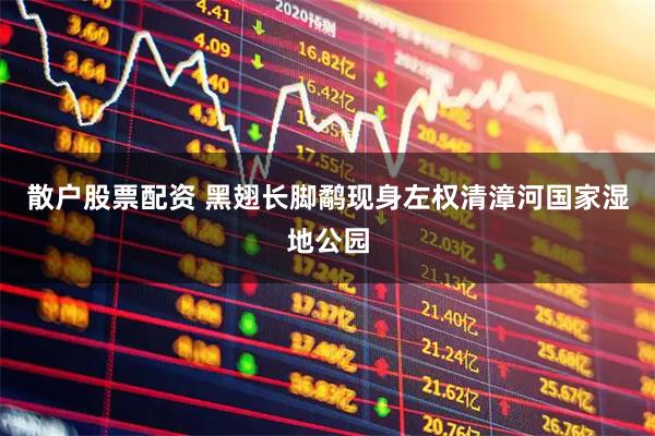 散户股票配资 黑翅长脚鹬现身左权清漳河国家湿地公园